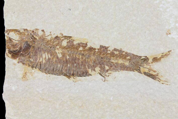 Fossil Fish (Knightia) - Wyoming #109989